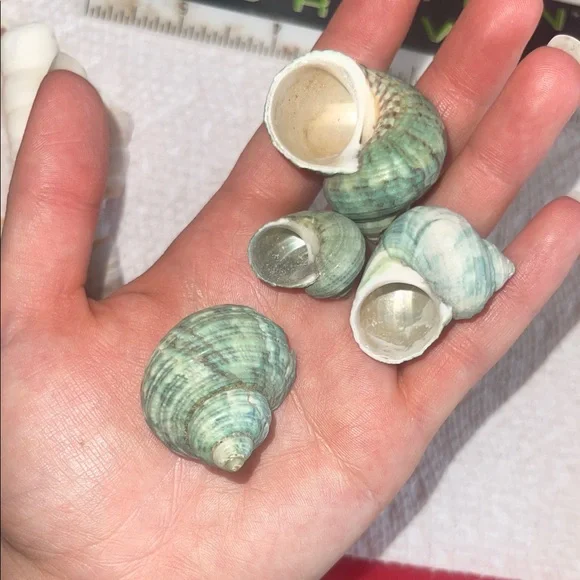 Assorted Seashell Collection - Picture 7 of 10